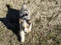Bruno, a male Pembroke Welsh Corgi for sale in Athens, AL – Photo 3 of 8