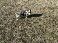 Bruno, a male Pembroke Welsh Corgi for sale in Athens, AL – Photo 8 of 8