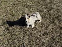 Bruno, a male Pembroke Welsh Corgi for sale in Athens, AL – Photo 5 of 8