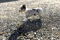 Bruno, a male Pembroke Welsh Corgi for sale in Athens, AL – Photo 6 of 8