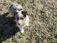 Bruno, a male Pembroke Welsh Corgi for sale in Athens, AL – Photo 1 of 8