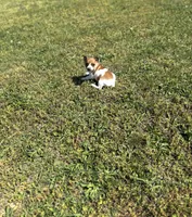 Red, a male Rat Terrier for sale in Athens, AL – Photo 6 of 6