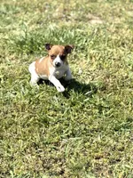 Red, a male Rat Terrier for sale in Athens, AL – Photo 2 of 6