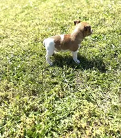 Red, a male Rat Terrier for sale in Athens, AL – Photo 5 of 6