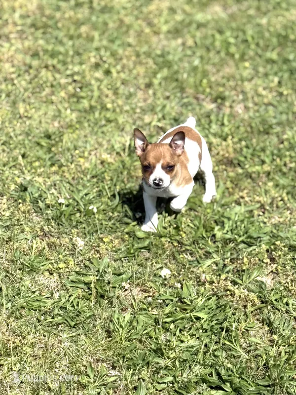 Red – Rat Terrier puppy for sale in Athens, AL