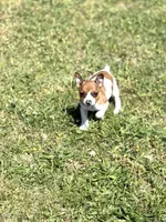Red, a male Rat Terrier for sale in Athens, AL – Photo 1 of 6