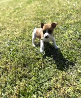 Red, a male Rat Terrier for sale in Athens, AL – Photo 3 of 6