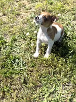 Red, a male Rat Terrier for sale in Athens, AL – Photo 4 of 6