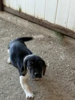 TBone, a male Basset Hound and Labrador Retriever for sale in Athens, AL – Photo 3 of 9
