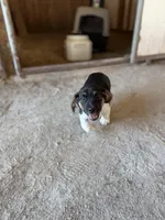 TBone, a male Basset Hound and Labrador Retriever for sale in Athens, AL – Photo 4 of 9