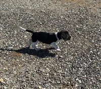 TBone, a male Basset Hound and Labrador Retriever for sale in Athens, AL – Photo 7 of 9