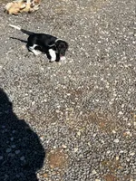 TBone, a male Basset Hound and Labrador Retriever for sale in Athens, AL – Photo 9 of 9