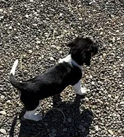 TBone, a male Basset Hound and Labrador Retriever for sale in Athens, AL – Photo 2 of 9