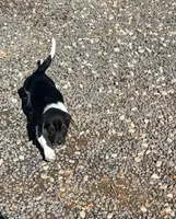 TBone, a male Basset Hound and Labrador Retriever for sale in Athens, AL – Photo 6 of 9