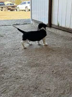 TBone, a male Basset Hound and Labrador Retriever for sale in Athens, AL – Photo 8 of 9