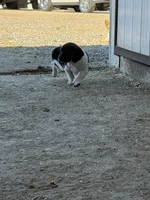 TBone, a male Basset Hound and Labrador Retriever for sale in Athens, AL – Photo 5 of 9