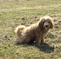 Jordan, a male Cavapoo for sale in Athens, AL – 9 of 10
