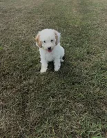 Joni, a female Cavapoo for sale in Athens, AL – 9 of 10