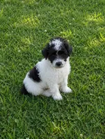 Lexie, a female Poodle - Toy  for sale in Athens, AL – 2 of 8