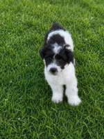 Lexie, a female Poodle - Toy  for sale in Athens, AL – 8 of 8