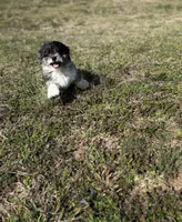 Charlie, a male Miniature Aussiedoodle for sale in Athens, AL – Photo 7 of 10