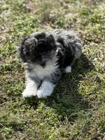 Charlie, a male Miniature Aussiedoodle for sale in Athens, AL – Photo 5 of 10