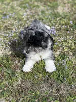 Charlie, a male Miniature Aussiedoodle for sale in Athens, AL – Photo 2 of 10