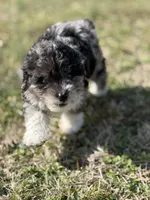 Charlie, a male Miniature Aussiedoodle for sale in Athens, AL – Photo 3 of 10