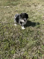 Charlie, a male Miniature Aussiedoodle for sale in Athens, AL – Photo 8 of 10