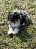 Charlie, a male Miniature Aussiedoodle for sale in Athens, AL – Photo 4 of 10