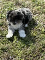 Charlie, a male Miniature Aussiedoodle for sale in Athens, AL – Photo 6 of 10