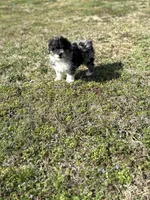 Charlie, a male Miniature Aussiedoodle for sale in Athens, AL – Photo 10 of 10