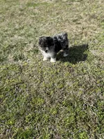 Charlie, a male Miniature Aussiedoodle for sale in Athens, AL – Photo 9 of 10