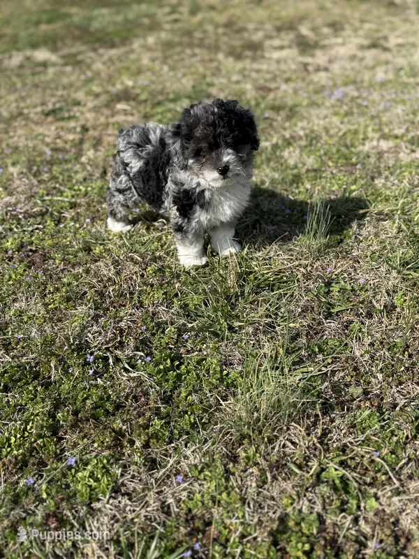 Charlie, a male Miniature Aussiedoodle for sale in Athens, AL – Photo 1 of 10