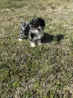 Charlie, a male Miniature Aussiedoodle for sale in Athens, AL – Photo 1 of 10