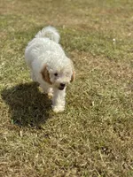 Joni, a female Cavapoo for sale in Athens, AL – 5 of 10