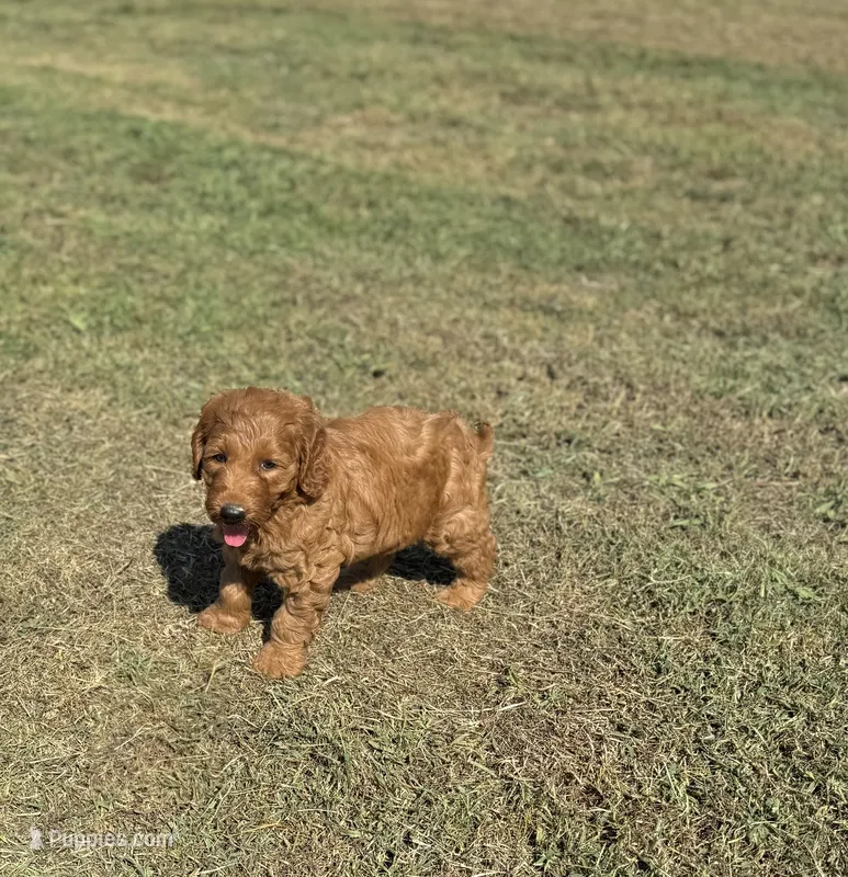 Kobe – Miniature Goldendoodle puppy for sale in Athens, AL
