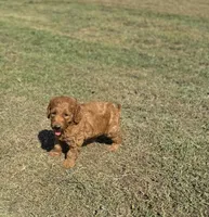 Kobe, a male Miniature Goldendoodle for sale in Athens, AL – 1 of 10
