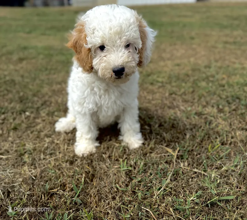 Joni – Cavapoo puppy for sale in Athens, AL