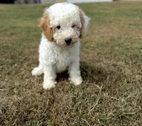 Joni, a female Cavapoo for sale in Athens, AL – 1 of 10