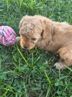 Kay, a female Cavapoo for sale in Athens, AL – 2 of 3