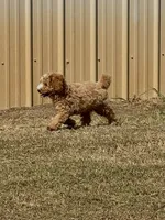 Jordan, a male Cavapoo for sale in Athens, AL – 2 of 10