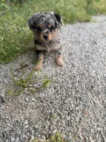 G, a female Miniature Aussiedoodle for sale in Athens, AL – Photo 3 of 8