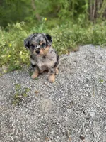 G, a female Miniature Aussiedoodle for sale in Athens, AL – Photo 8 of 8