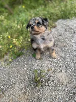 G, a female Miniature Aussiedoodle for sale in Athens, AL – Photo 4 of 8