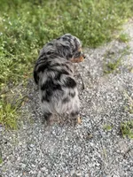 G, a female Miniature Aussiedoodle for sale in Athens, AL – Photo 7 of 8