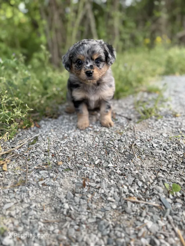 G – Miniature Aussiedoodle puppy for sale in Athens, AL