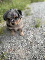 G, a female Miniature Aussiedoodle for sale in Athens, AL – Photo 2 of 8