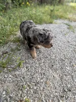 G, a female Miniature Aussiedoodle for sale in Athens, AL – Photo 5 of 8