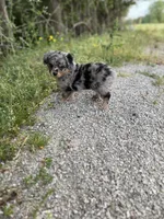 G, a female Miniature Aussiedoodle for sale in Athens, AL – Photo 6 of 8